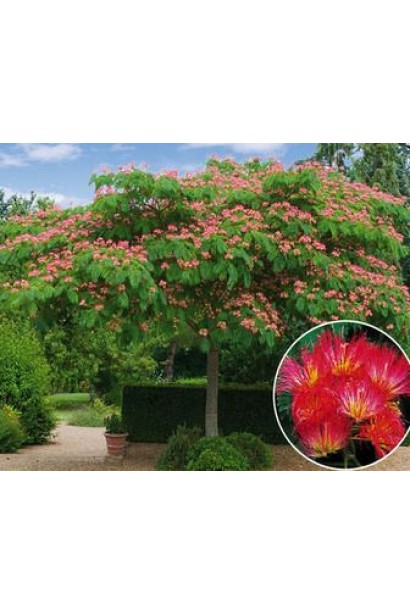 Акація ленкоранська